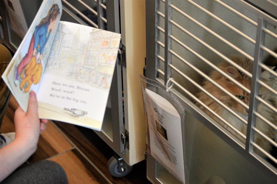 Children read to an orange tabby cat at the Nevada Humane Society Saturday.
