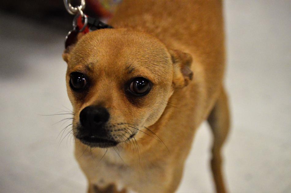 Slim, 2, a Chihuaha mix at the Dog Town Rescue adoption event at Petsmart.