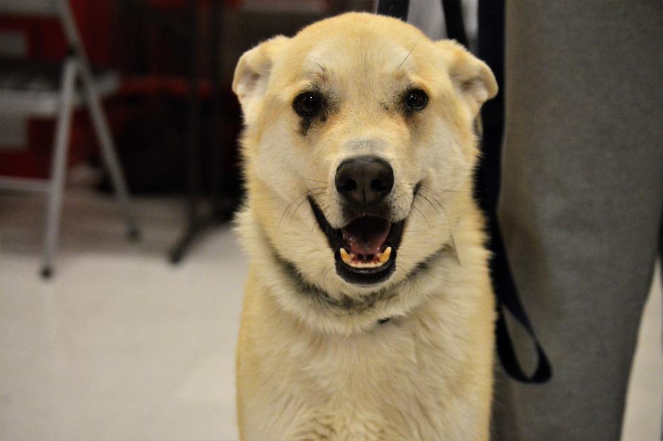 Rocco, 18 months, from Iran is adoptable through Dog Town Rescue in Carson City.