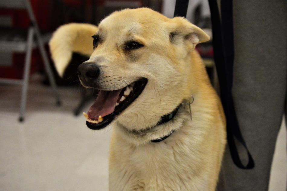 Rocco, 18 months, came from Iran to be adopted through Dog Town Rescue in Carson City.