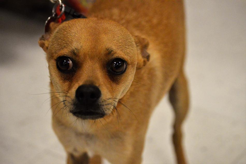 Slim, 2, a Chihuaha mix at the Dog Town Rescue adoption event at Petsmart.