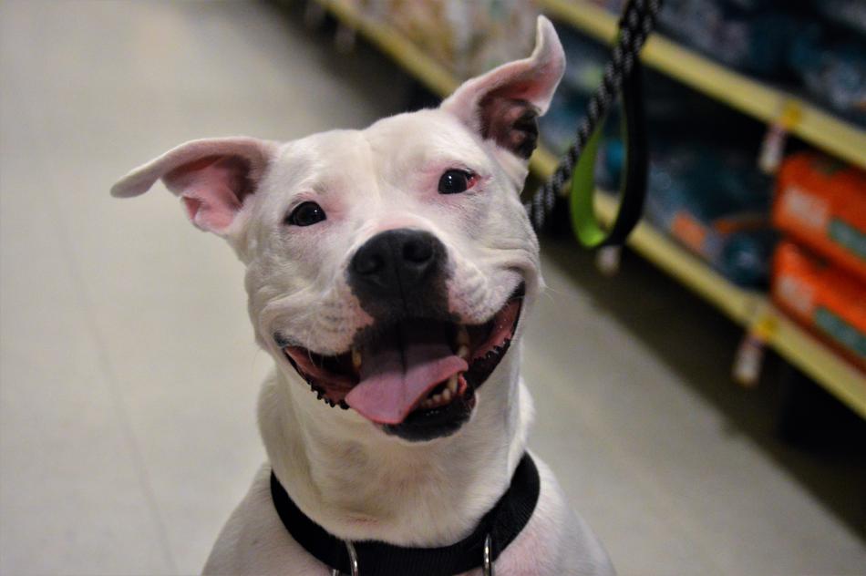 Willow, 6, an American Bull Terrier.