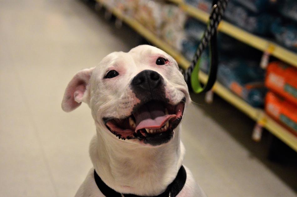 Willow, 6, an American Bull Terrier at Petsmart Saturday.