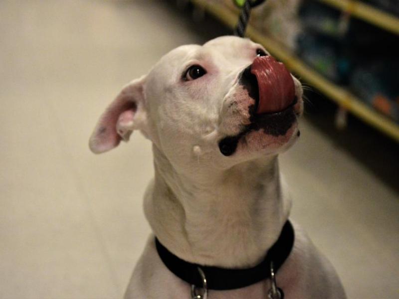 Photos by Arianna Schmidt. Willow, 6, an American Bull Terrier at Petsmart Saturday.