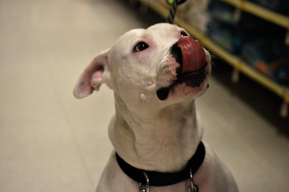 Photos by Arianna Schmidt. Willow, 6, an American Bull Terrier at Petsmart Saturday.