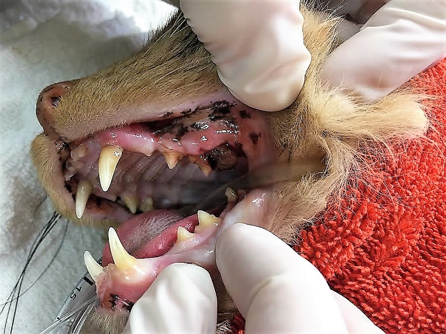 Feline dental cleaning and extractions.