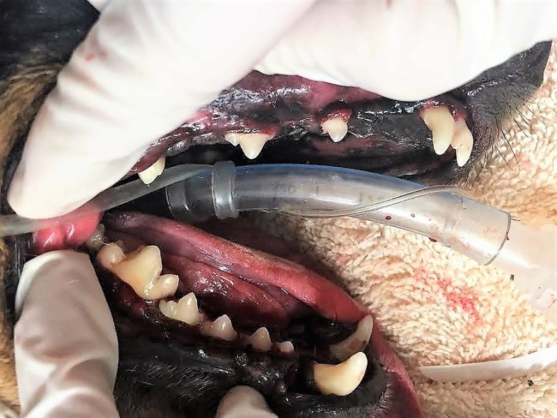 Photos courtesy LMVH. Canine dental cleaning and extractions.