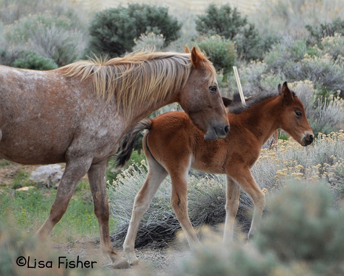 Photo by Lisa Fisher. A Nevada mustang mare and her foal in East Carson City.