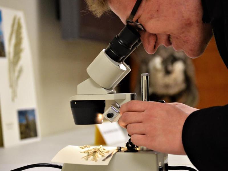 Photos by Brett Fisher. A museum volunteer readies a microscope for viewing sagebrush.