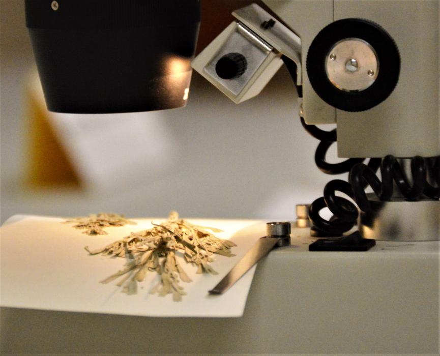 Sagebrush leaves under a microscope at the Nevada State Museum.