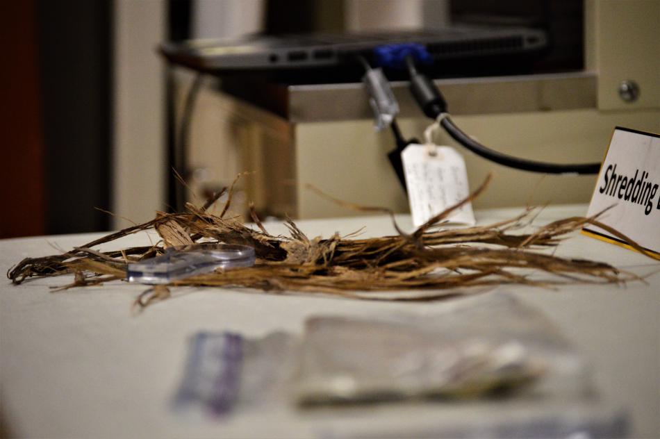 Sage roots on display inside the science lab at the Nevada State Museum.