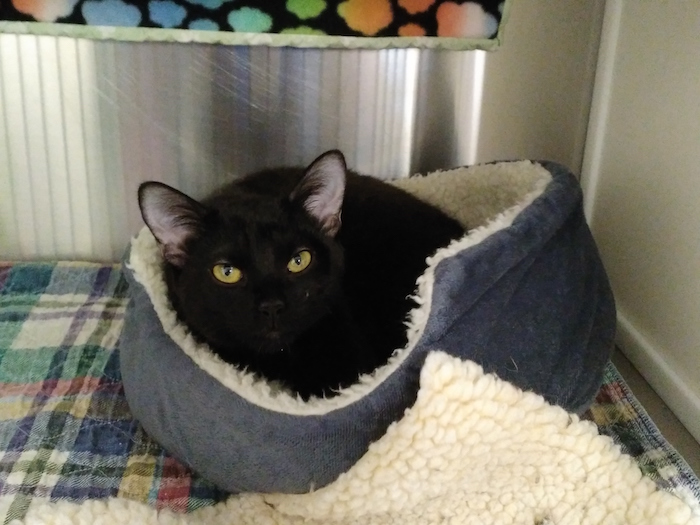 Oakley is up for adoption at Nevada Humane Society in Carson City.