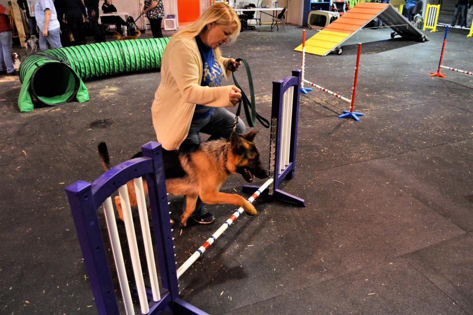 Photos by Lisa Fisher. A German Shepherd and his owner run through the agility course.