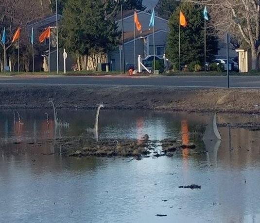 Photo by Erin Wright. A shark is spotted in the Roop and Little retention pond with the Carson City pond monsters.