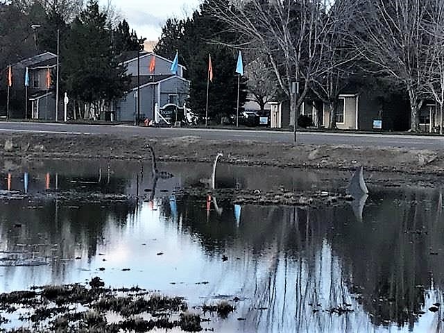 Photo by Cirra Woods. A shark's dorsal fin appears in the retention pond at Roop and Little with Carson City's pond monsters.