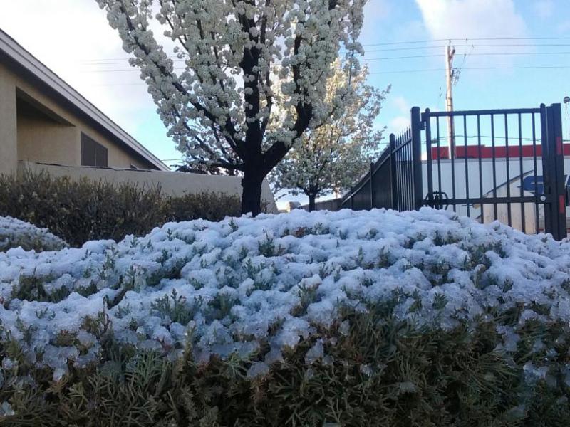 Photo by Brett Fisher. A light layer of snow covers a hedge Saturday morning in South Carson City.