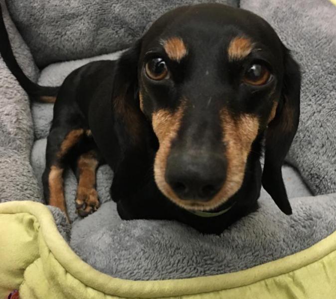 Ariel, a Diaschund, was found in Carson City and now has a custom wheel chair.