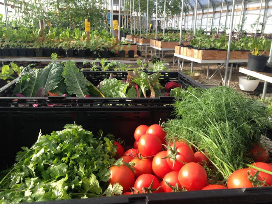 Photo courtesy of the Greenhouse Project.