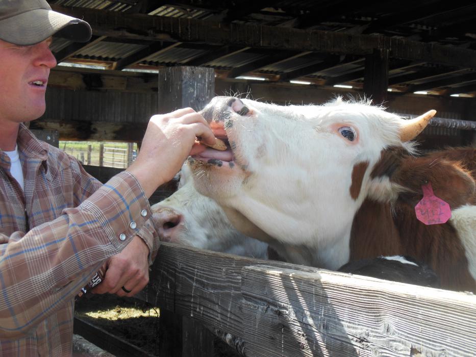Casey Sipe feeds a milking cow a fig bar at Eagle Valley Farm.