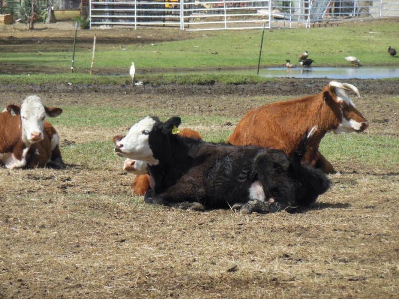 Beef cattle in a field at Eagle Valley Farm.