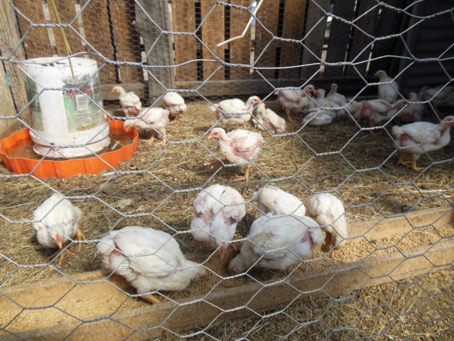 Broiler chicks inside a greenhouse on Eagle Valley Farm.