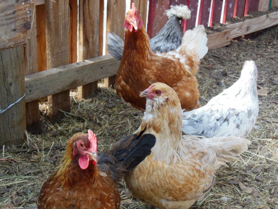 Laying hens inside a green house at Eagle Valley Farms.