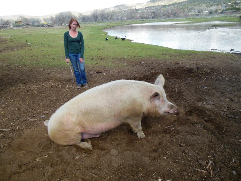 Rachel Sipe with boar Irwin.