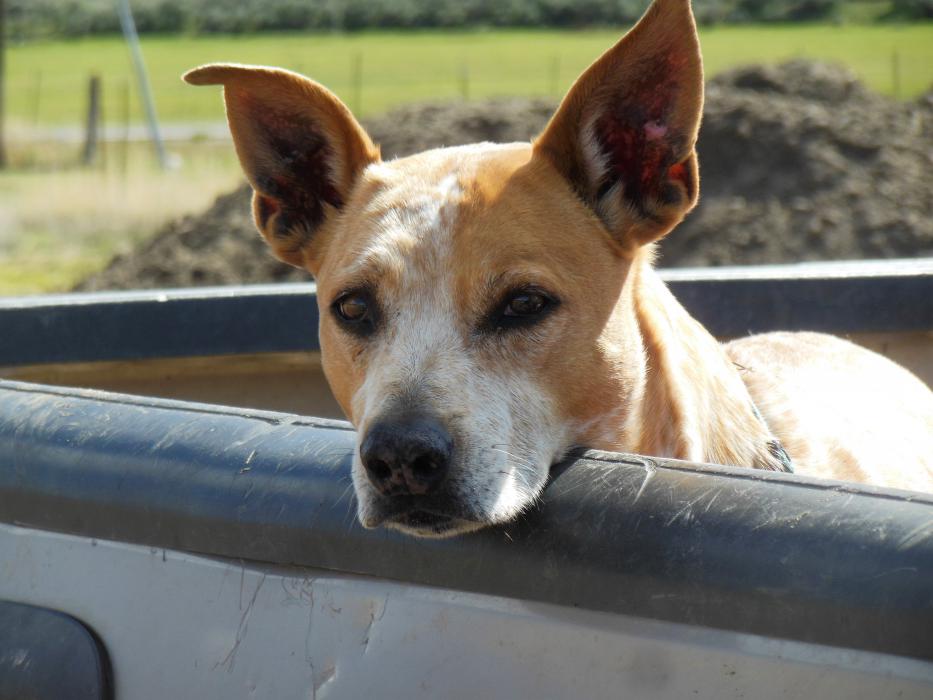 Roxy is guardian of the pickup bed on Eagle Valley Farm.