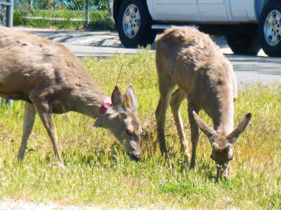 Photos by Brett Fisher. Deer graze on grasses across from CCSO Saturday morning.