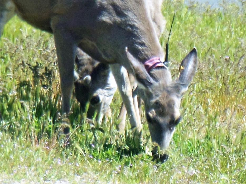 Deer graze on grasses across from CCSO Saturday morning.