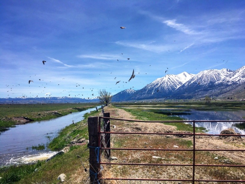 Photo by Joey Crandall, Carson Valley Times