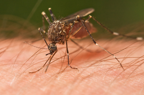 Carson City to conduct drone mosquito abatement treatments Wednesday