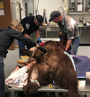 Jasper in surgery Saturday. Photo courtesy, NDOW.
