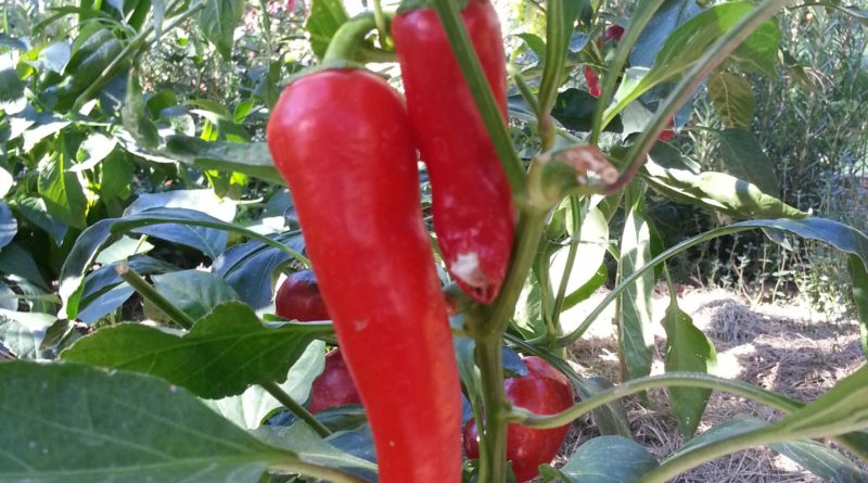 Peppers are ready to plant. Photo by Wendy Hanson, Grow Your Own Nevada