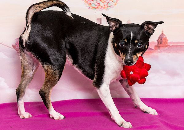 Parker is available for adoption.