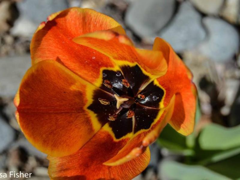 Photo by Lisa Fisher. A spring tulip in bloom.