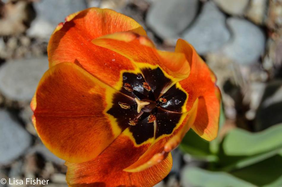 Photo by Lisa Fisher. A spring tulip in bloom.