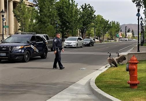 An NHP trooper ushers a goose family off North Carson Street Saturday morning.