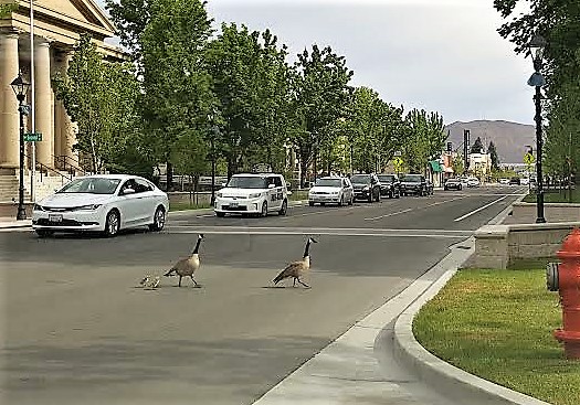 A goose family crosses North Carson Street downtown Saturday morning.
