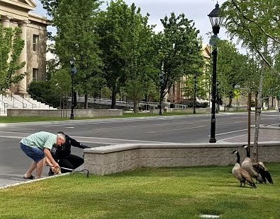 An NHP trooper and a pedestrian help goslings up on the curb to join their parents.