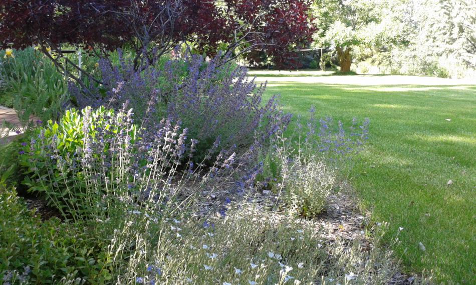 Catmint and Snow in summer.