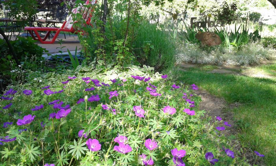 Northern Nevada gardens and landscapes: Not the traditional lawn