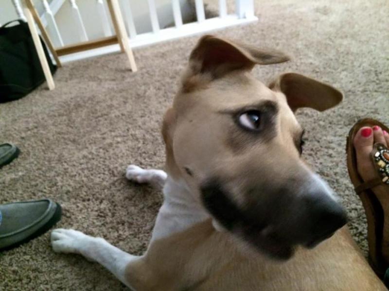 Carson Animal Services Initiative (CASI) photo.