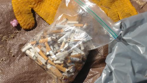 Bag of butts collected along Nevada Beach. Photo by South Tahoe Now