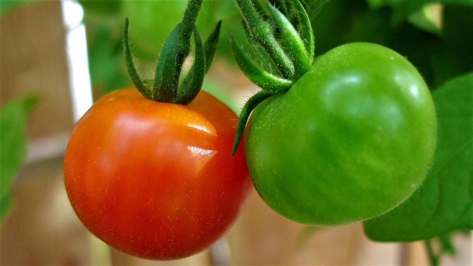 Photo courtesy Wikipedia. Cherry tomatoes growing on a vine.