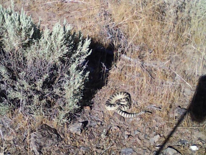 A rattlesnake found in Carson Valley. Photo by Tom Blotter.