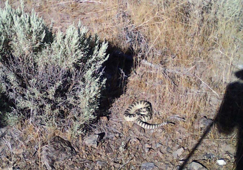 A rattlesnake found in Carson Valley. Photo by Tom Blotter.