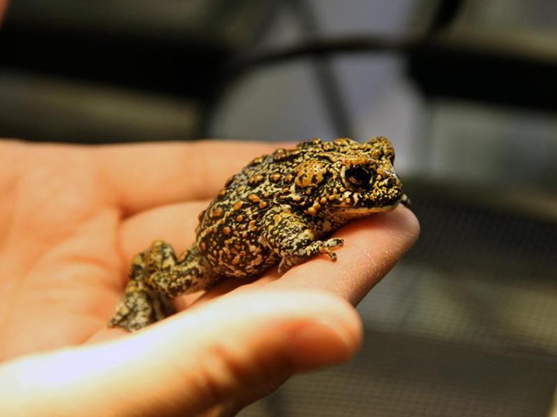 Dixie Valley Toad. Photo courtesy of the University of Nevada, Reno.