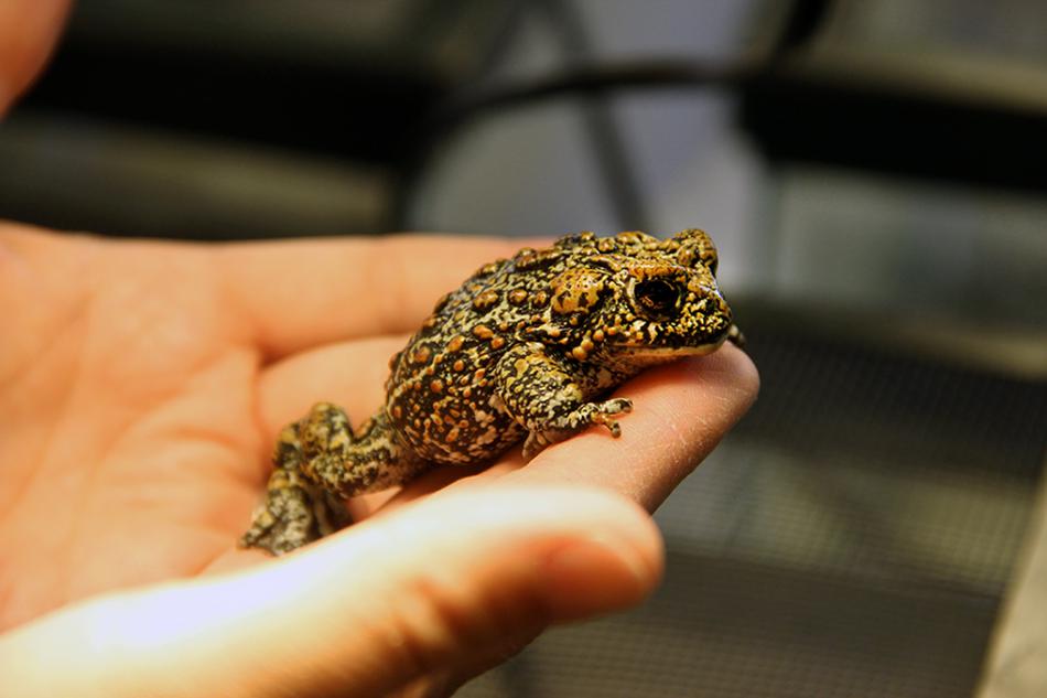Dixie Valley Toad. Photo courtesy of the University of Nevada, Reno.