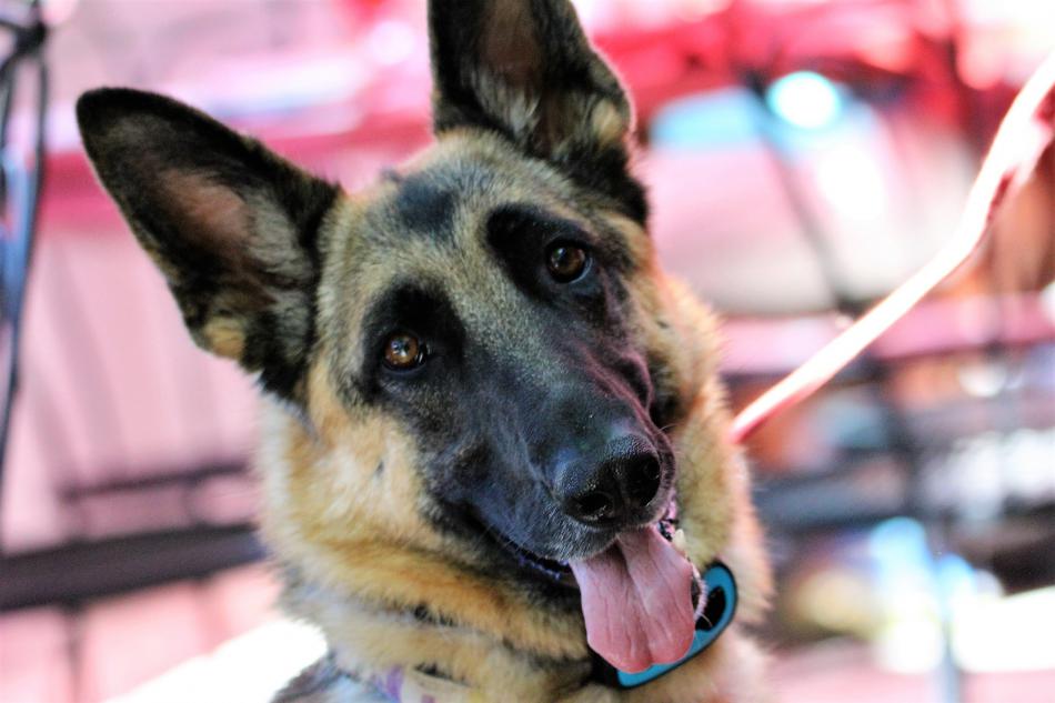 A German Shepherd on the veranda at Adele's Saturday.
